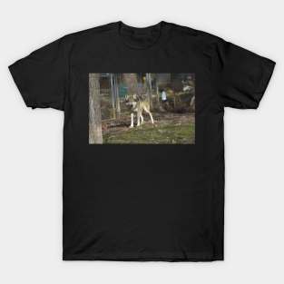 Mexican Grey Wolf T-Shirt